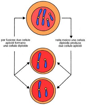 La riproduzione sessuale delle cellule. Biologia. A differenza della riproduzione asessuata, la riproduzione sessuale delle cellule eucariote o meiosi implica il mescolamento dei genomi di due individui della stessa specie.