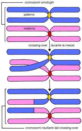 Crossing over durante la mitosi. Biologia. Durante il processo di riproduzione sessuale delle cellule eucariote (mitosi) si verifica il crossing over, ossia lo scambio di materiale genetico fra due cromosomi omologhi per rottura e ricongiungimento di tratti di cromatidi.