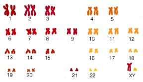 I 23 cromosomi del corredo umano. Biologia. Il processo di divisione cellulare asessuata o mitosi dà origine a due cellule identiche fra loro e alla progenitrice. Nell'immagine i 23 cromosomi del corredo umano, già duplicati, stanno per separarsi.