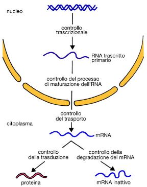 Come avviene il controllo genetico. Biologia. Il controllo genetico è reso possibile dalla conservazione del messaggio presente nel DNA attraverso l'RNA che, a sua volta, sceglie rigorosamente gli aminoacidi previsti dal codice genetico per la formazione di specifiche proteine.