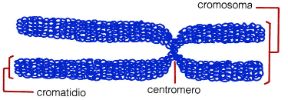 Illustrazione del cromosoma. Biologia. Il cromosoma è un corpicciolo del nucleo cellulare portatore del patrimonio ereditario. È composto da due cromatidi uniti da un centromero.