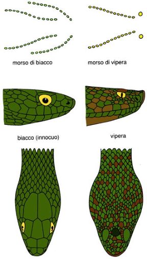 Morsi di serpente. Vipera e biacco. Morsi di serpente. L'unico serpente velenoso presente in Italia è la vipera, riconoscibile da quelli innocui per la testa triangolare e larga.