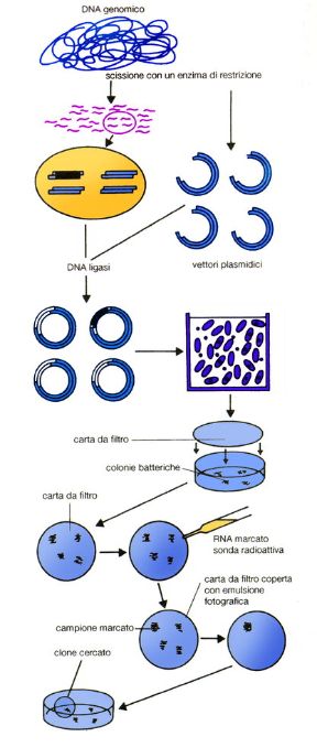 Descrizione del clonaggio. Genetica. Il procedimento di ingegneria genetica che prevede l'inserimento di un gene in un vettore e la sua amplificazione all'interno di un organismo viene detto clonaggio. Questa procedura permette la riproduzione di un gran numero di copie identiche di quel gene.