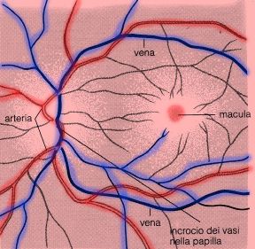 Esame del fondo dell'occhio. Oculistica. L'esame diagnostico del fondo dell'occhio o fundus oculi permette di controllare il colore, i vasi della retina, il disegno delle fibre nervose e la fovea centrale.