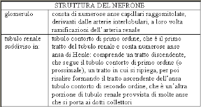 Descrizione del nefrone del rene. Anatomia. Struttura del nefrone, l'unità fondamentale, strutturale e funzionale, del rene.