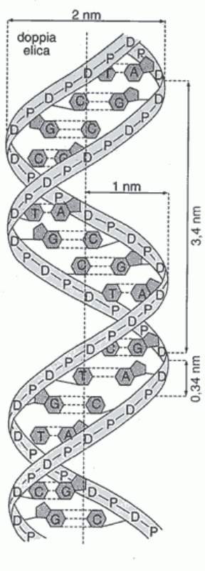 Figura 5.4 La doppia elica di DNA
