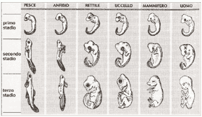 Figura 9.2 Stadi embrionali
di vertebrati. È evidente l’affinità morfologica
nel primo stadio, mentre nel secondo e nel terzo
si manifestano
e differenziano i caratteri tipici di ciascuna specie.