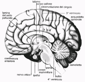 Figura 21.1 Sezione sagittale dell'encefalo.