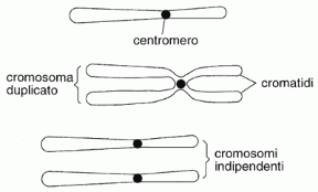 Figura 6.1 I cromosomi sono costituiti da 2 cromatidi, uniti dal centromero, che al termine della mitosi si separano e diventano cromosomi indipendenti.
