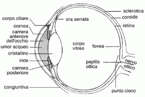 Figura 21.2 Sezione sagittale dell'occhio.