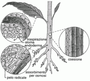 Figura 16.2 Flusso dell’acqua in una pianta. L’assorbimento è regolato dalla traspirazione e dalla coesione.