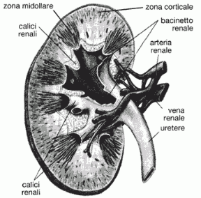Figura 20.3 Sezione trasversale di un rene umano