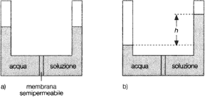 Figura 11.1 IL FENOMENO DELL'OSMOSI a) situazione iniziale; b) situazione finale.