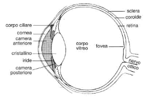 Figura 23.9 Sezione dell'occhio umano con tutte le sue parti.