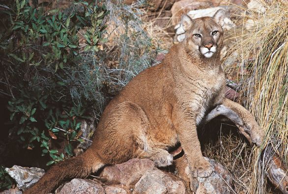 Puma Esemplare di puma anche detto leone di montagna.
De Agostini Picture Library