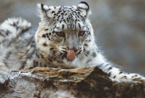 Leopardo delle nevi Leopardo delle nevi (Uncia uncia), anche detto Irbis.
De Agostini Picture Library