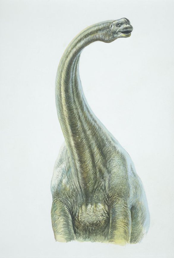 Brontosaurus, dinosauro vissuto durante il Giurassico superiore nell'America settentrionale e nell'Europa Il brontosauro, che con i suoi 20 m di lunghezza può considerarsi uno dei più grandi animali terrestri mai esistiti, era un rettile adattatosi alla vita in ambiente palustre o lacustre. Aveva coda e collo assai lunghi e, come tutti i dinosauri erbivori di questo gruppo, testa molto ridotta fornita di denti spatolari adatti a una dieta composta essenzialmente di piante acquatiche. Le enormi dimensioni fanno ritenere che questo animale vivesse immerso nell'acqua dove, grazie alla spinta idrostatica, aveva quella mobilità negatagli sulla terraferma. 