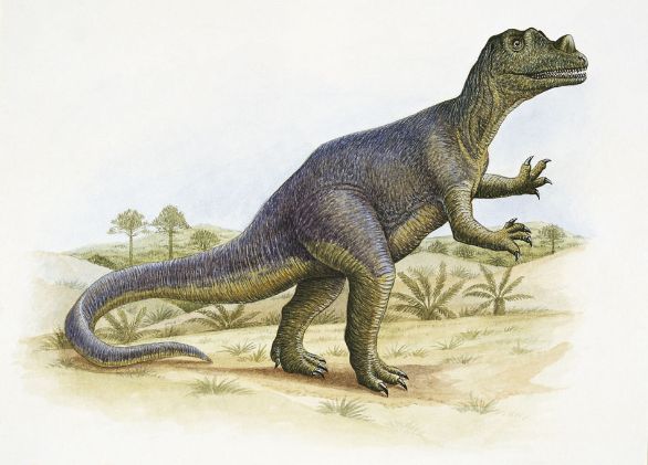Ceratosaurus, dinosauro vissuto durante il Giurassico nell'America settentrionale e in Africa Alto 2 metri e pesante circa 9 quintali, Ceratosaurus era caratterizzato da alcune piccole corna che gli emergevano sul cranio. I denti erano acuminati e insolitamente grossi. Lungo il dorso e la coda c’era una sorta di cresta, costituita da piccoli noduli ossei. Ceratosaurus era bipede e aveva zampe anteriori con mani a 4 dita. I primi resti di questo animale furono trovati alla fine dell’Ottocento, ma non ne esistono scheletri completi.