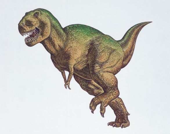 Tyrannosaurus, dinosauro vissuto durante il Cretaceo superiore nell'America Settentrionale Il Tyrannosaurus è stato uno dei più temibili predatori mai comparsi sulla Terra. Era un gigantesco dinosauro carnivoro di 7 tonnellate di peso per 6 metri di altezza, che si muoveva solo sulle zampe posteriori, muscolose e abbastanza lunghe da permettergli una rapida accelerazione nella corsa. La bocca era provvista di oltre 50 denti, enormi, seghettati su entrambi i margini, taglienti e ricurvi all’indietro: grazie a questa dentatura il Tyrannosaurus era in grado di dilaniare una preda strappando enormi bocconi di carne con un unico morso.
