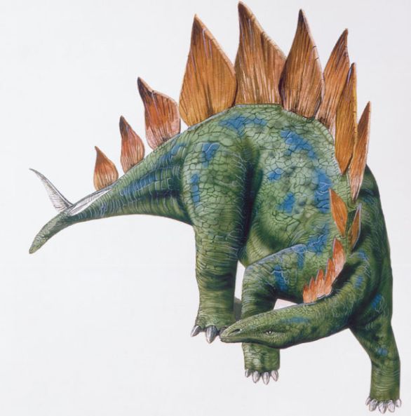 Stegosaurus, dinosauro vissuto durante il Giurassico superiore nell'America Settentrionale Il nome Stegosaurus, che significa 