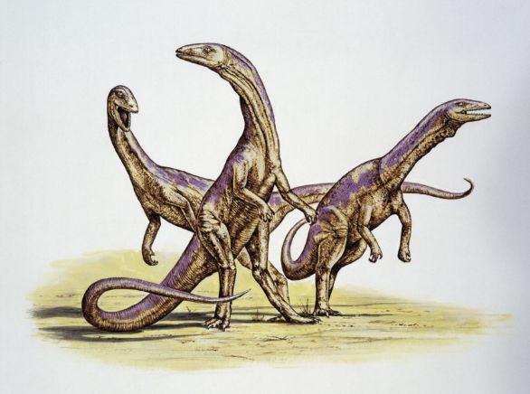 Coelophysis, dinosauro vissuto durante il Triassico nell'America Settentrionale Coelophysis è stato uno dei primi dinosauri a comparire nel Triassico. L'animale aveva una struttura leggera e agile, adatta per la velocità, e si spostava rapidamente sui 2 arti posteriori lunghi e magri. Piccoli animali come lucertole, anfibi e insetti erano le vittime più comuni di Coelophysis, che in branco era in grado di uccidere anche una preda di grandi dimensioni.