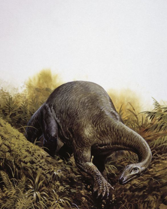 Plateosaurus, dinosauro vissuto durante il Triassico superiore in Europa Vissuto verso la fine del Triassico, Plateosaurus è uno dei dinosauri più antichi al mondo. Considerato uno dei più grandi rettili, misurava 8 m in lunghezza e 5,50 in altezza, possedeva coda e collo lunghi, testa piccola e ventre largo, presumibilmente atto a ospitare l’ingombrante intestino, necessario per digerire le grandi quantità di vegetali che l’animale staccava anche dai rami più alti degli alberi, ergendosi sugli arti posteriori.