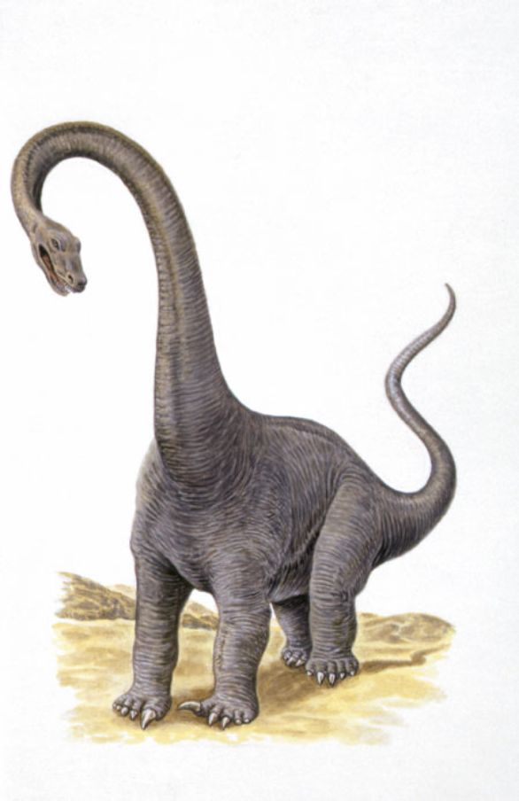 Diplodocus, dinosauro vissuto durante il Giurassico superiore nell'America Settentrionale Diplodocus era un dinosauro enorme, il più lungo tra quelli conosciuti: l’altezza era di 6 metri, il peso di 30 tonnellate. Aveva collo lungo e cranio minuscolo, i denti erano presenti solo nella parte anteriore della bocca, la coda, lunghissima era un’arma terribile: azionata da potenti muscoli scattava lateralmente a velocità incredibile, sibilando come una frusta, e poteva spezzare le zampe dei predatori che tentavano di sorprenderlo.