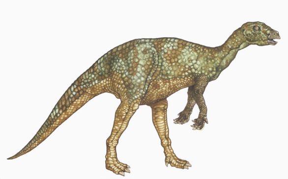 Ornithopod, dinosauro vissuto tra il Giurassico e il Cretaceo Gli ornitopodi sono un gruppo di dinosauri ornitischi, appartenente all'ordine degli Ornitischi. Apparsi nel Triassico superiore ed estintisi alla fine del Cretaceo, gli Ornitischi ebbero diffusione mondiale ma con prevalenza nell'emisfero boreale; erano per la maggior parte di abitudini terragnole, ma alcuni si erano adattati alla vita anfibia.