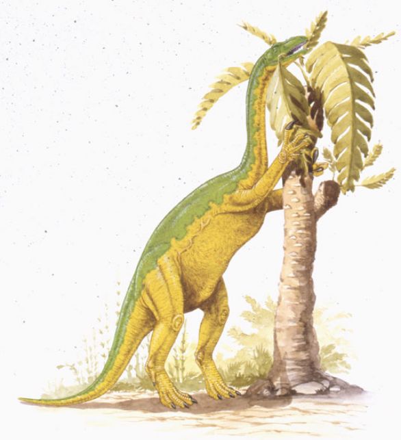 Anchisaurus, dinosauro vissuto durante il Giurassico nell'America settentrionale L'anchisauro era un dinosauro erbivoro appartenente all'ordine dei Saurischi, comprendente i grandi dinosauri erbivori degli infraordini dei Prosauropodi e dei Sauropodi. Alcuni dei membri più noti del gruppo sono Diplodocus e Apatosaurus (comunemente noto come Brontosaurus), entrambi vissuti nel Giurassico.