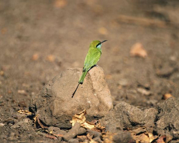 Il gruccione verde nel Parco Nazionale di Gir in India Il gruccione appartiene alla famiglia dei Meropidi ed è originario dell'Europa e dell'Asia centrali, ma migra in Africa all'avvicinarsi dell'inverno. È particolarmente ghiotto di api, ma si nutre di ogni sorta di insetti che cattura in volo.