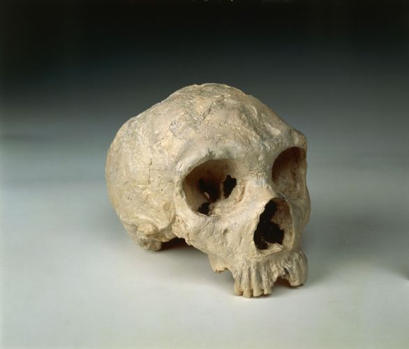 Cranio di una donna di Neandertal (Homo neanderthalensis) rinvenuto a Forbes Quarry Nel 1856 venne scoperto presso Düsseldorf, in Germania, il primo cranio fossile, quello di Neandertal, che, nonostante gli oppositori dell'epoca, divenne una prova certa dell'evoluzione anche per l'uomo.