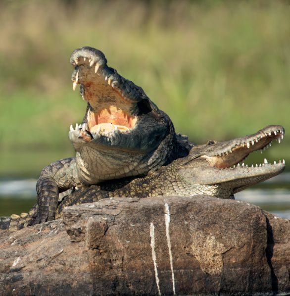 Coppia di Coccodrilli del Nilo Fauci di una coppia di Coccodrilli del Nilo