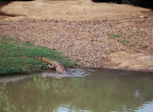 Coccodrillo del Nilo in acqua Un coccodrillo del Nilo (Crocodylus niloticus), Crocodilidi, si immerge nel fiume Comoe', nel Parco Nazionale di Comoe', Costa d'Avorio.