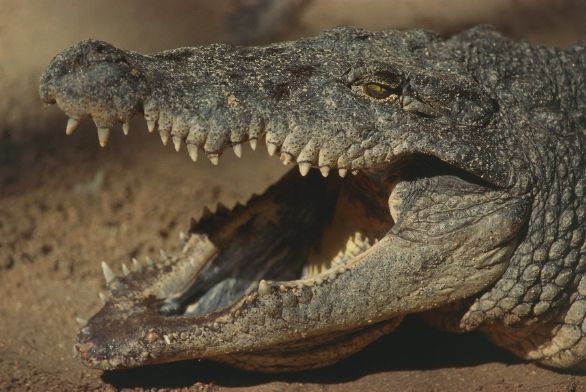Particolare fauci del Coccodrillo del Nilo Zoologia - Rettili - Crocodilidi - Coccodrillo del Nilo (Crocodylus niloticus)