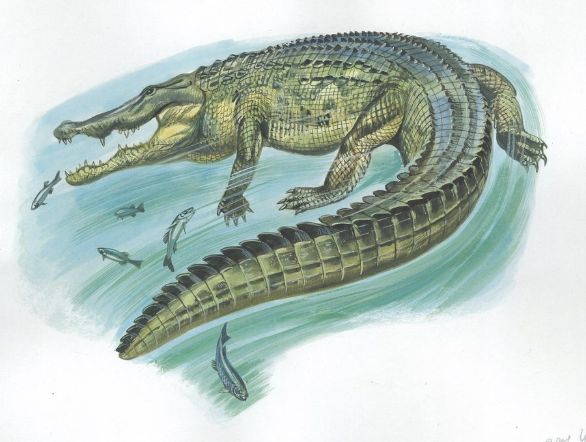 Coccodrillo del Nilo a caccia Coccodrillo del Nilo (Crocodylus niloticus) mentre cattura pesci. Disegno.
