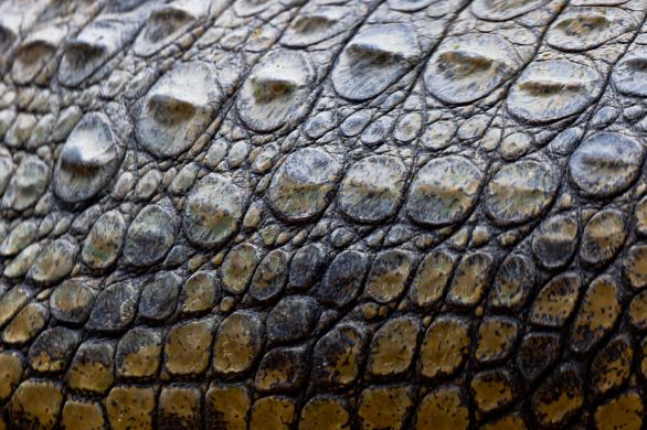 Corazza di un Coccodrillo del Nilo Particolare della corazza di un Coccodrillo del Nilo