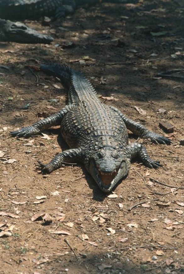 Coccodrillo del Nilo sulla terra ferma Coddodrillo del Nilo (Crocodylus niloticus), Crocodilidi. 