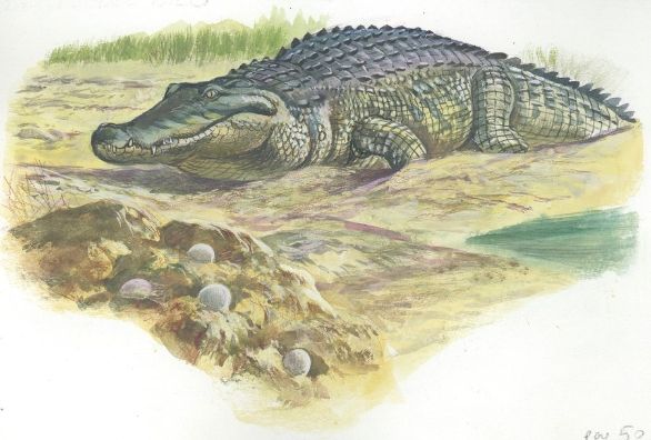 Il Coccodrillo del Nilo con le sue uova Coccodrillo del Nilo (Crocodylus niloticus) accanto alle uova deposte. Disegno.