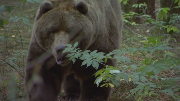 Orso grizzly Incontro ravvicinato con un grizzly in un bosco