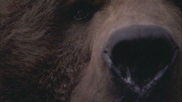 Orso grizzly, particolare Particolare del muso dell'orso Grizzly