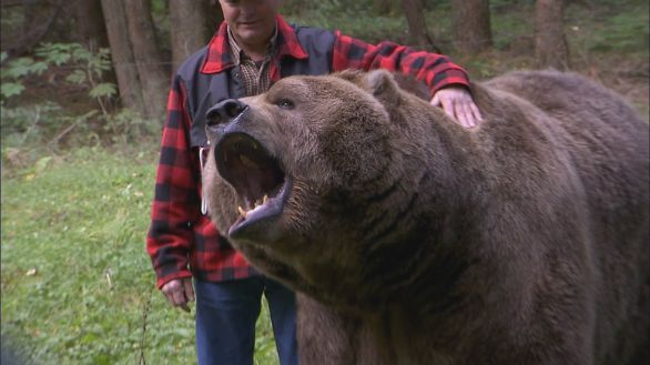 Orso grizzly, incontro ravvicinato L'orso Grizzly è pericoloso? Non sembrerebbe a giudicare dalla foto...