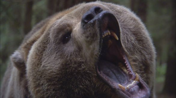 Orso grizzly che bramisce Che verso fa l'Orso Grizzly? ... Bramisce!