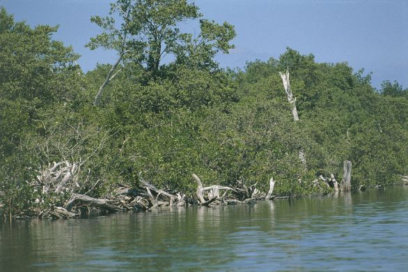 Mangrovie a Everglades, in Florida Le coste che affacciano sul golfo del Messico sono popolate da numerose mangrovie, tipica vegetazione tropicale dei litorali marini o delle zone paludose.