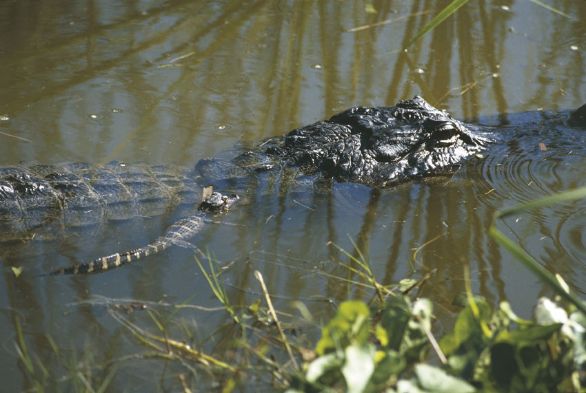 Alligatore del Mississipi (Alligator mississipiensis) presso l'Everglades National Park in Florida L'alligatore del Mississipi è il più famoso rettile americano dell'ordine dei Coccodrilli. Vive nei fiumi degli Stati Uniti meridionali e nelle paludi della Florida; predilige i corsi d'acqua di piccole dimensioni e gli stagni, nei quali si immerge lasciando affiorare soltanto l'estremità del muso e gli occhi.