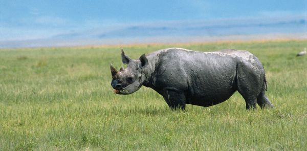 Rinoceronte-nero