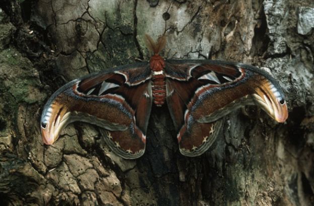 Farfalla-cobra
