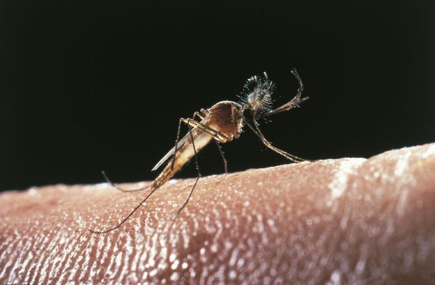Zanzara-comune