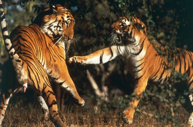 Tigre-del-Bengala