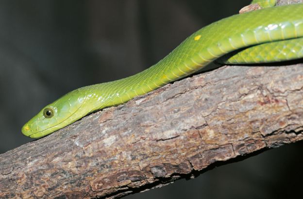 Mamba-verde-della-Guinea