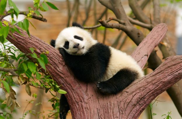 panda-dorme